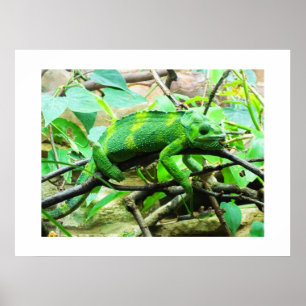 Poster Cameleon