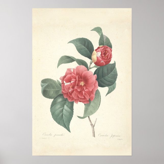 Poster Camelia Canvas Print (Frente)
