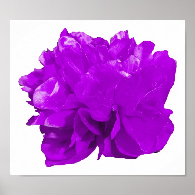 Póster Camelia Pop Purple (Frente)