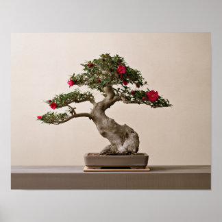 Poster Camélia Sasanqua Bonsai Arte Impresso Japonês | Ja