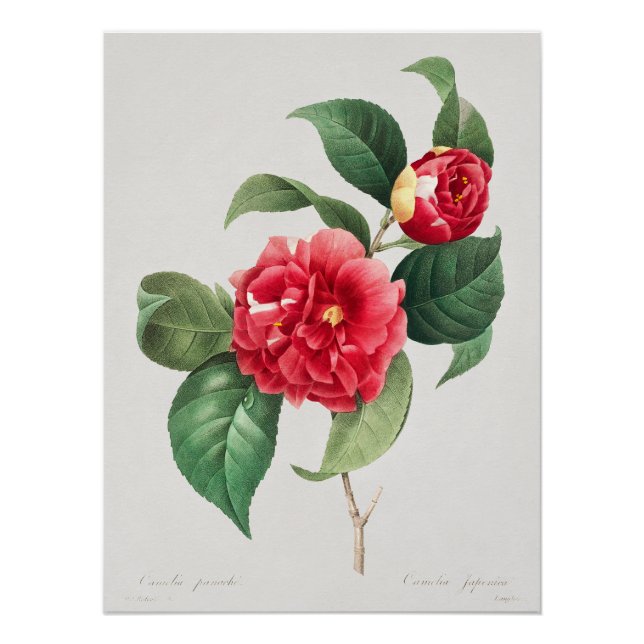Póster Camélia Variegada, Pierre-Joseph Redouté, 1833 (Frente)