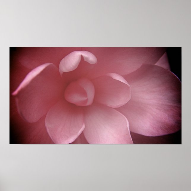 Póster Camelias 4 (Frente)