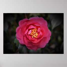 Poster Camellia,