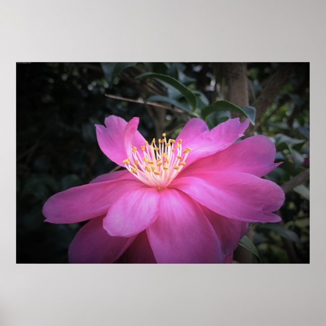 Poster Camellia, (Frente)