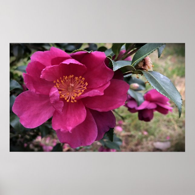 Poster Camellia, (Frente)