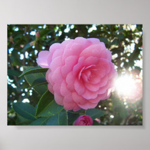 Poster Camellia Japonica