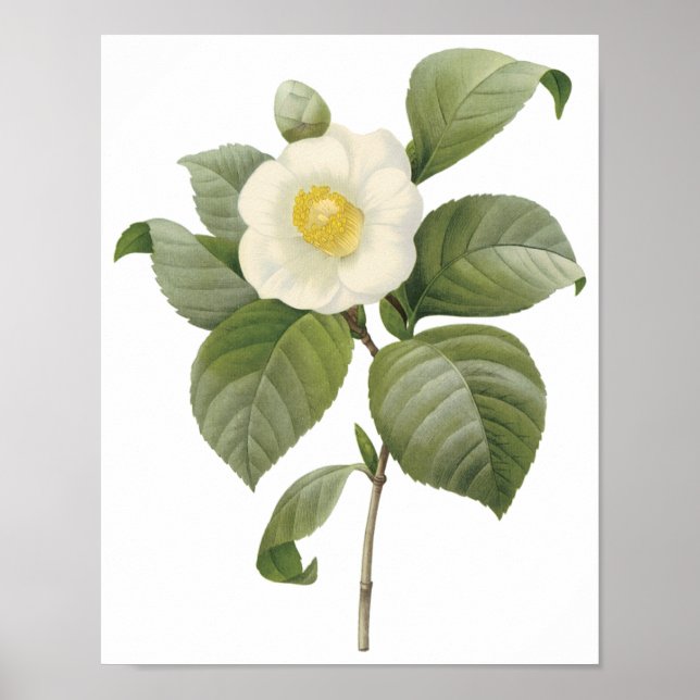 Póster Camellia Japonica (Frente)