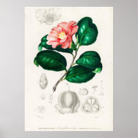 Camellia japonica (Camélia du Japon)