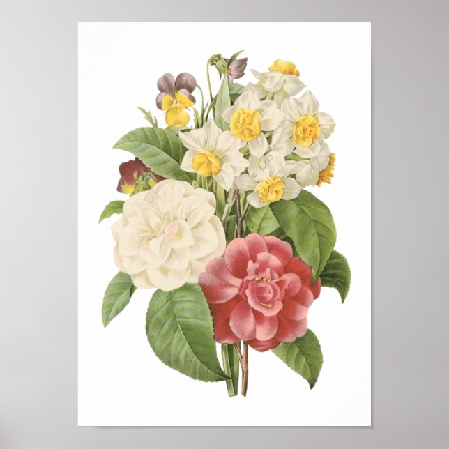 Poster camellia, narciso, ressaca de Redouté (Frente)