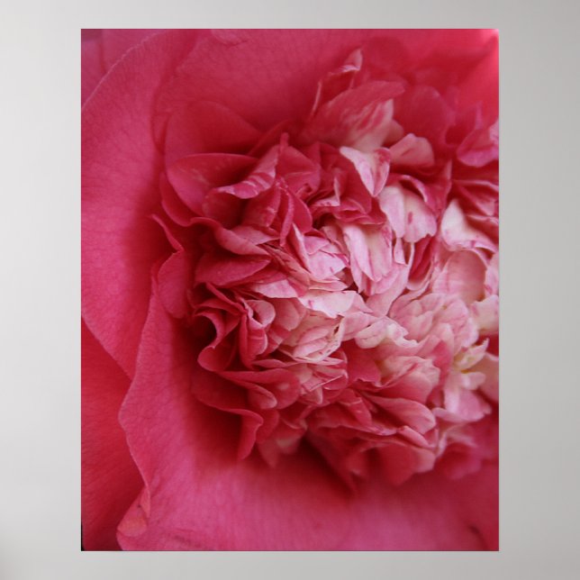 Póster Camellia Rosa Quente (Frente)
