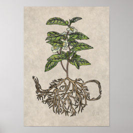 Poster Camellia sinensis - planta do chá