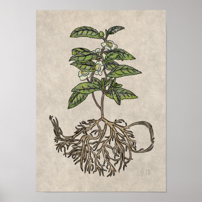 Poster Camellia sinensis - planta do chá (Frente)