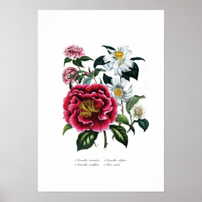 Póster Camellias (Frente)