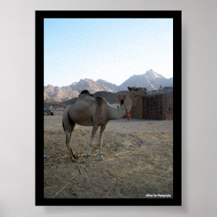 Poster Camelo Bebê no Deserto