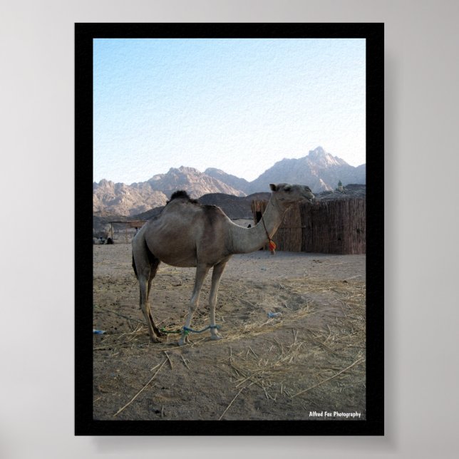 Poster Camelo Bebê no Deserto (Frente)