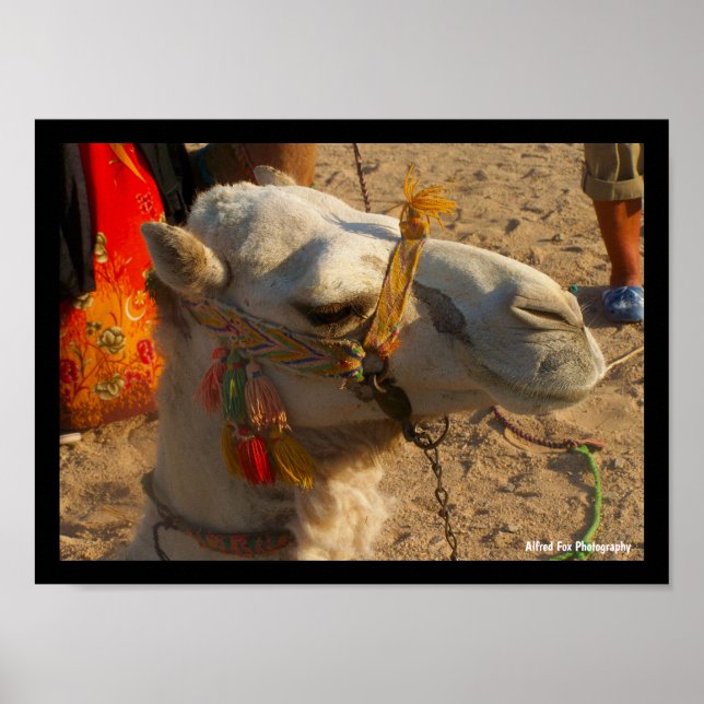 Poster Camelo Branco no Deserto (Frente)
