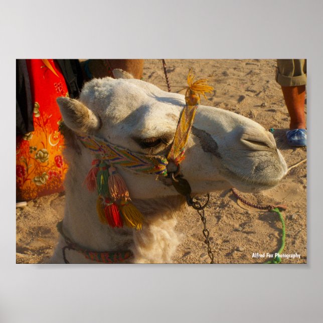 Poster Camelo Branco no Deserto (Frente)
