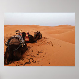 Poster Camelo das costas