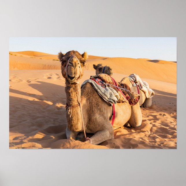 Poster Camelo no deserto de Oman (Frente)