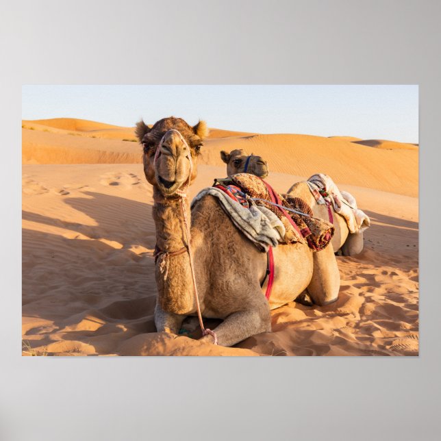 Poster Camelo no deserto de Oman (Frente)