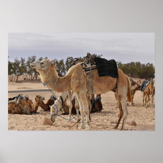 Poster Camelo no deserto. Tunísia. (Frente)