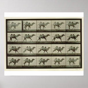 Póster Camelo, placa "da locomoção animal", 1887 (b/W.P