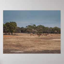 Poster Camelos do Deserto Grazing em australiano Outback