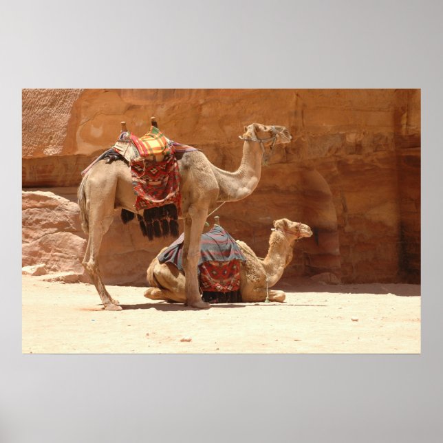 Poster Camelos em Petra (Frente)