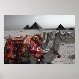 Póster Camelos nas pirâmides