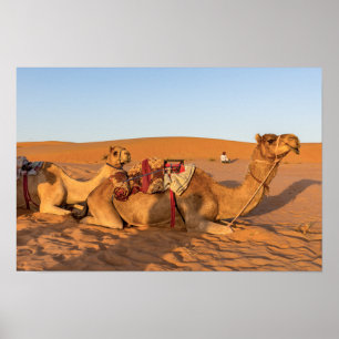 Poster Camelos no deserto de Oman