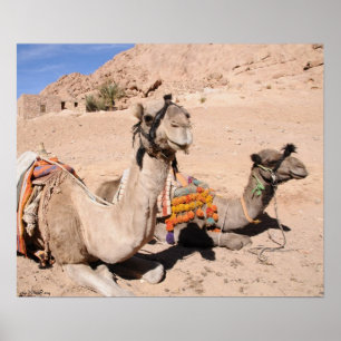 Póster Camelos no deserto em St. Catherine. Egipto