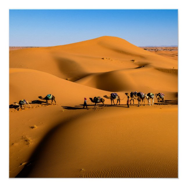 Póster camelos no deserto sob céu azul (Frente)