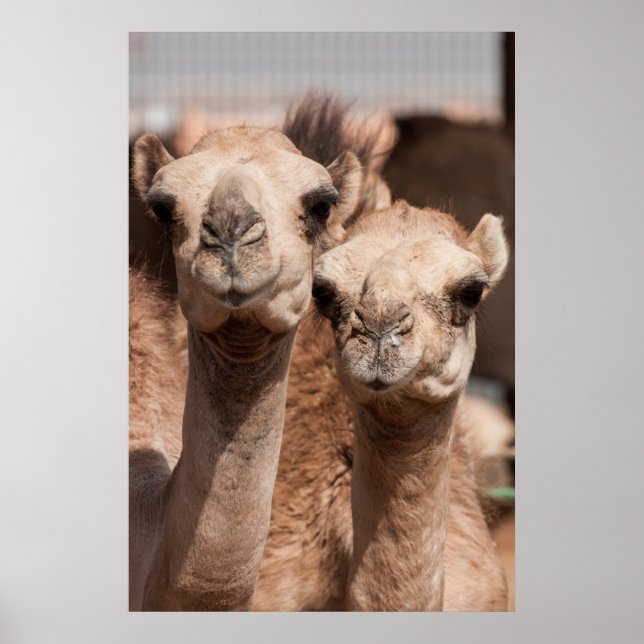 Póster Camelos no mercado de Camel em Al Ain perto de Dub (Frente)