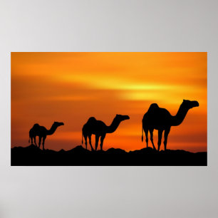 Póster Camelos no por do sol