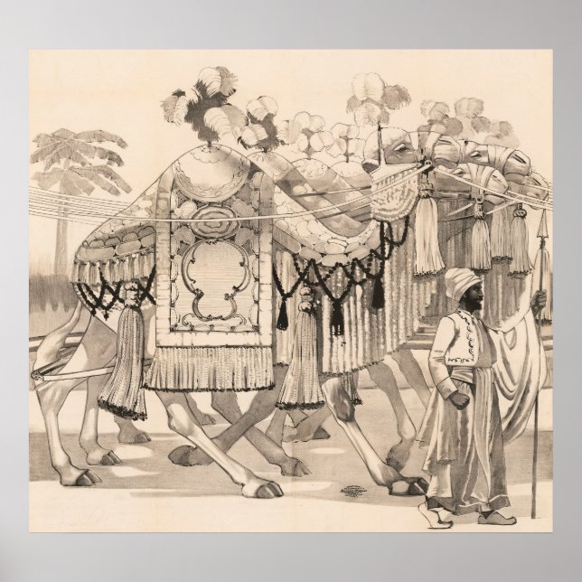 Poster Camelos Que Andam Vestidos Em Costume (Frente)