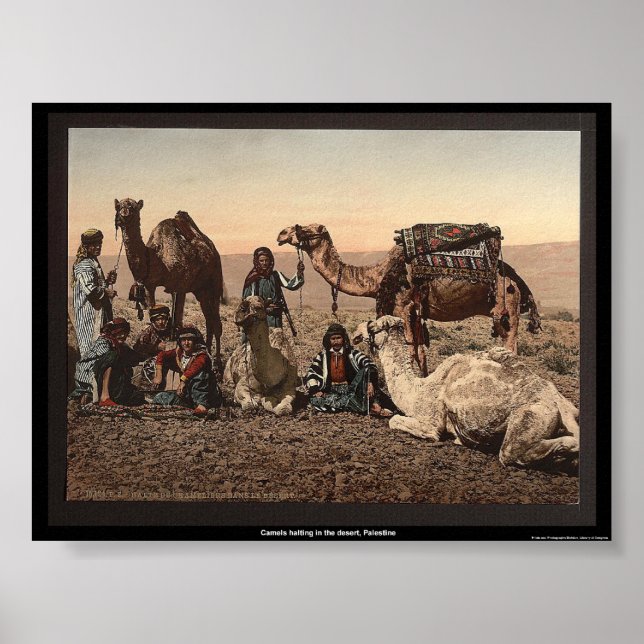 Póster Camelos que param no deserto, Palestina (Frente)
