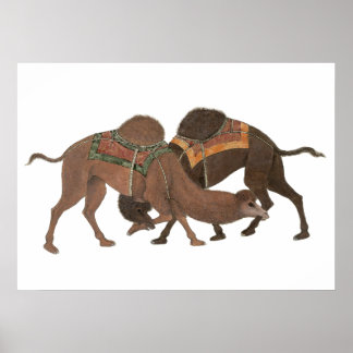 Poster Camels Biting- Masti