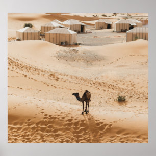 Poster Camels Glamping: Luxo do deserto marroquino