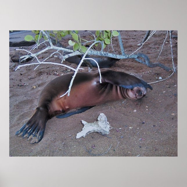 Poster Câmera tímida (Frente)