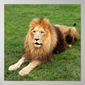 Póster Cameron 1 11x11