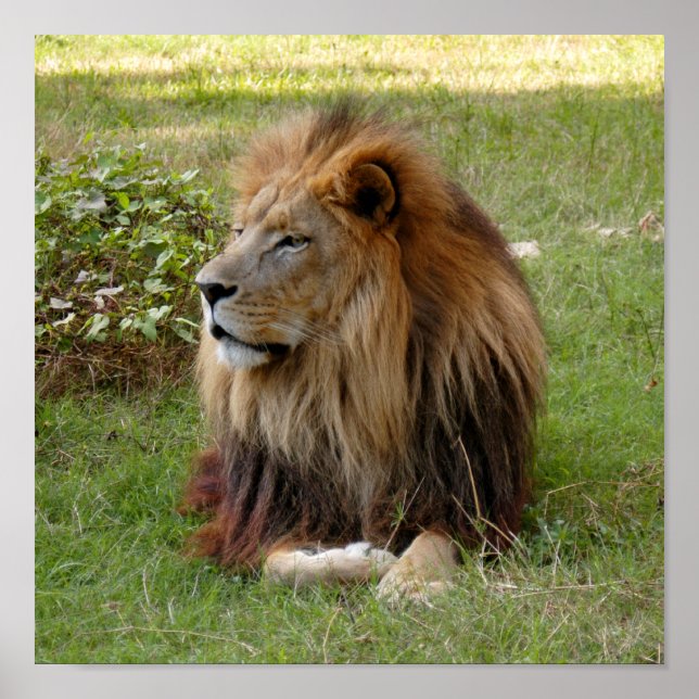 Poster Cameron 3 11x11 (Frente)