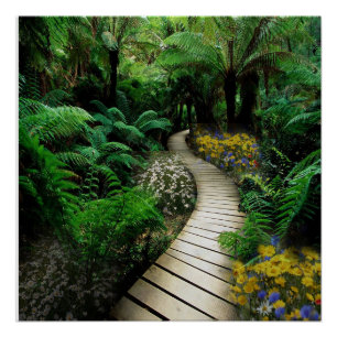 Póster Caminhada Magnífica Através De Uma Floresta Fern