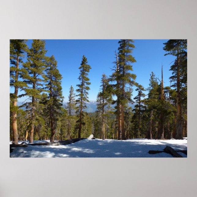 Poster Caminhando pela descida do Mitchell Peak no Sequoi (Frente)