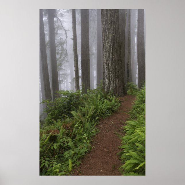 Póster Caminho através das árvores de madeira vermelha gi (Frente)