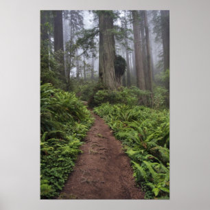 Poster Caminho através das árvores sequóias gigantes envo
