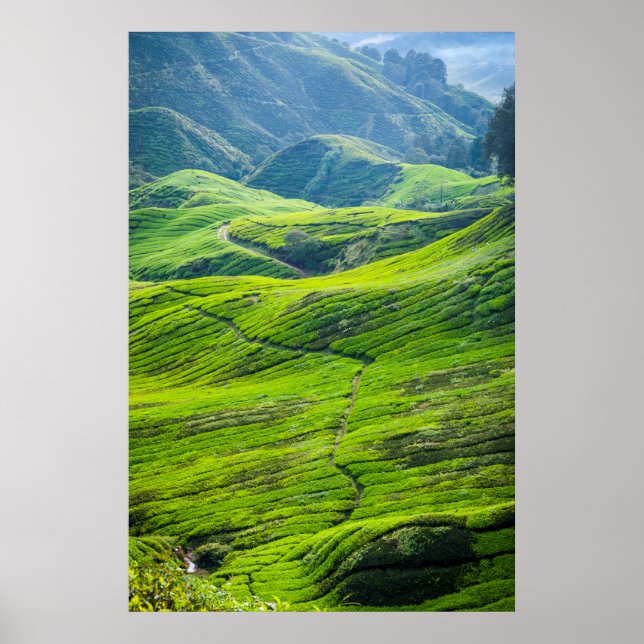 Póster Caminho através de plantações de chá (Frente)