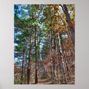 Poster Caminho da floresta