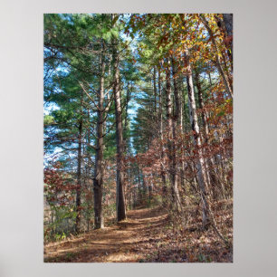 Poster Caminho da floresta