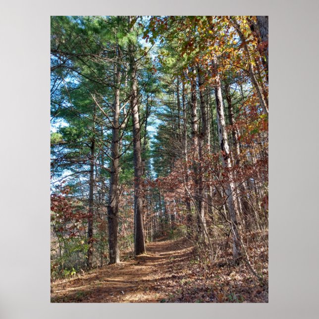 Poster Caminho da floresta (Frente)