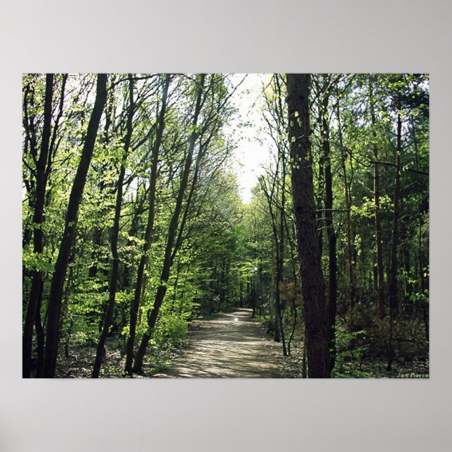 Póster Caminho da Floresta (Frente)